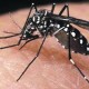 O grito de socorro da cidade onde surgiu o vírus zika no Brasil