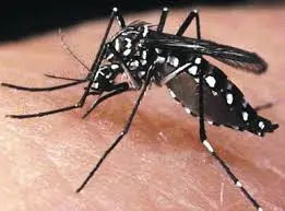 O grito de socorro da cidade onde surgiu o vírus zika no Brasil