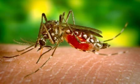 Taubaté registra primeiro caso de zika vírus em 2016