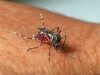 Suspeita de morte por dengue é investigada em Resende/RJ