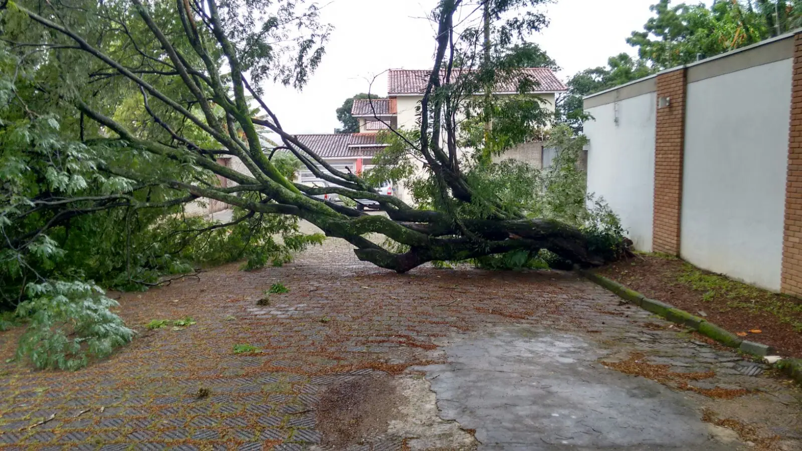 Árvore cai em Cruzeiro devido à chuva