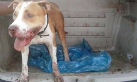 Polícia Rodoviária Federal resgata Pitbull atropelado na Via Dutra em Barra Mansa/RJ
