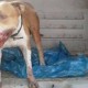 Polícia Rodoviária Federal resgata Pitbull atropelado na Via Dutra em Barra Mansa/RJ
