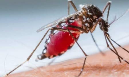 Ação nacional contra o Aedes Aegypti: mutirões em Cruzeiro e região