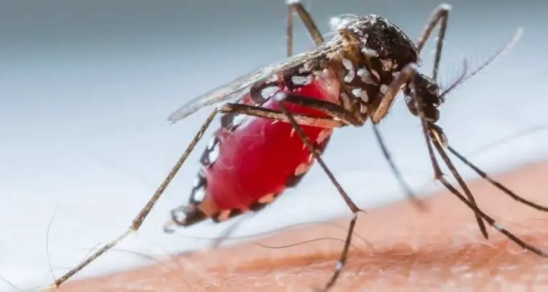 Ação nacional contra o Aedes Aegypti: mutirões em Cruzeiro e região
