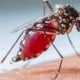 Ação nacional contra o Aedes Aegypti: mutirões em Cruzeiro e região