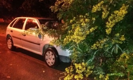 Vento derruba árvore em carro em Cruzeiro nesta quarta-feira (23/03)