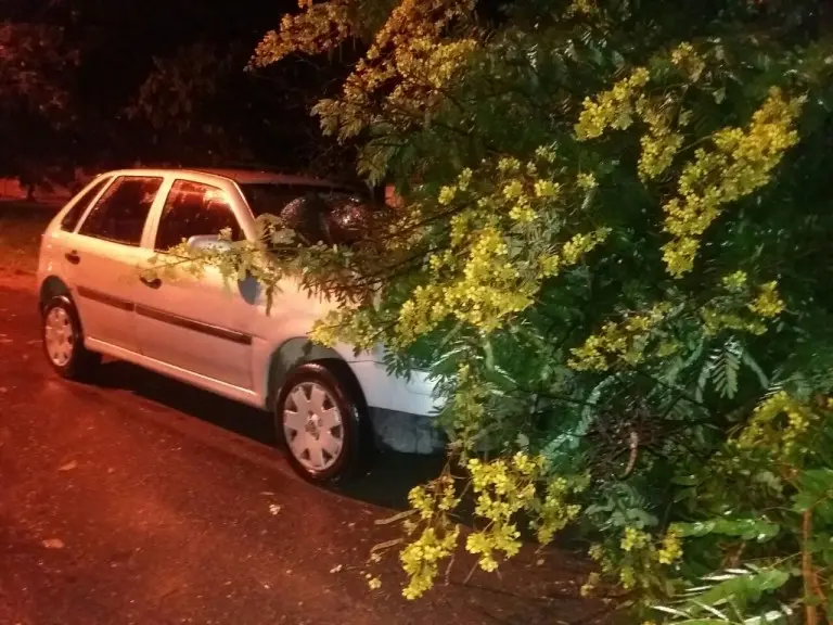 Vento derruba árvore em carro em Cruzeiro nesta quarta-feira (23/03)