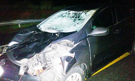 Acidente: carro bate em égua na 3ª Ponte em Cruzeiro
