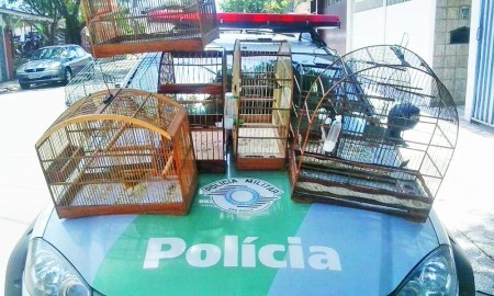 Polícia Ambiental de Cruzeiro prende três pessoas e 11 pássaros em cativeiro em Lavrinhas