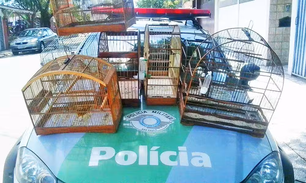 Polícia Ambiental de Cruzeiro prende três pessoas e 11 pássaros em cativeiro em Lavrinhas