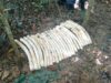 100 quilos de explosivos são encontrados pela Polícia em mata de Cachoeira Paulista