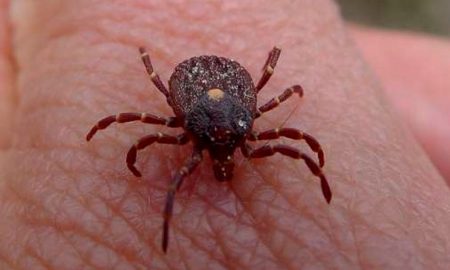 Diagnóstico confirma duas mortes por febre maculosa em Volta Redonda/RJ