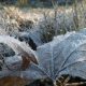 Campos do Jordão registra -1,8°C nesta madrugada; em Cruzeiro 6°C