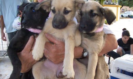 Feira Municipal de Adoção de animais acontece no próximo domingo em São José dos Campos