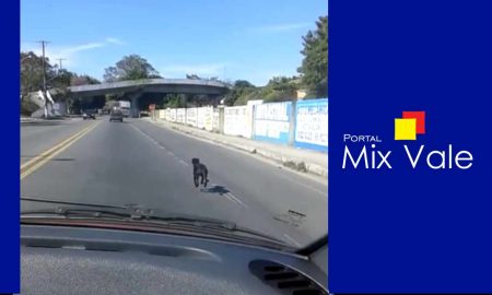 Mulher flagra abandono de cachorro em Cruzeiro: assista ao vídeo