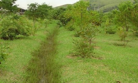 Nascentes às margens da via Dutra são preservadas no Vale do Paraíba