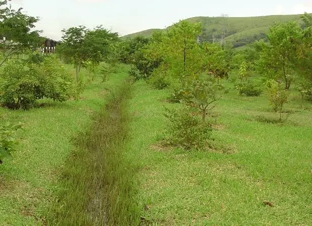 Nascentes às margens da via Dutra são preservadas no Vale do Paraíba