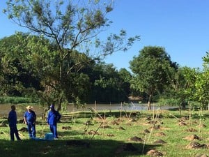 Serão plantadas 97 mil árvores neste ano em São José