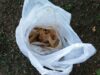 Ossada é encontrada atrás de Posto de Gasolina em Queluz