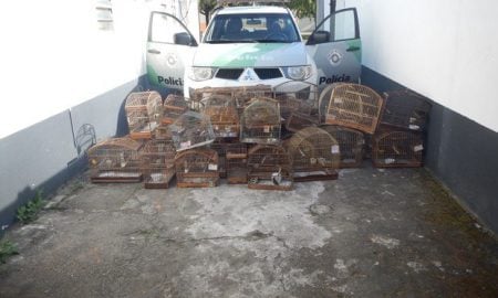 Idoso é preso por crime ambiental em Piquete após ser flagrado com 33 pássaros silvestres