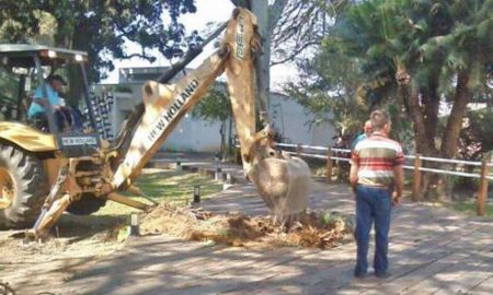 Prefeitura de Cruzeiro derruba árvore no Museu Major Novaes e revolta a população