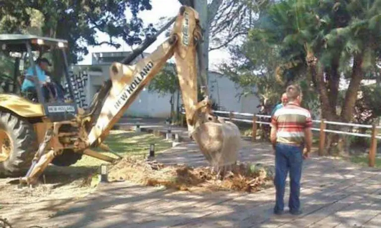 Prefeitura de Cruzeiro derruba árvore no Museu Major Novaes e revolta a população