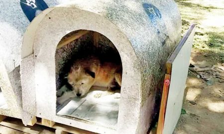 Voluntários constroem casas para cães abandonados em Taubaté