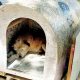 Voluntários constroem casas para cães abandonados em Taubaté
