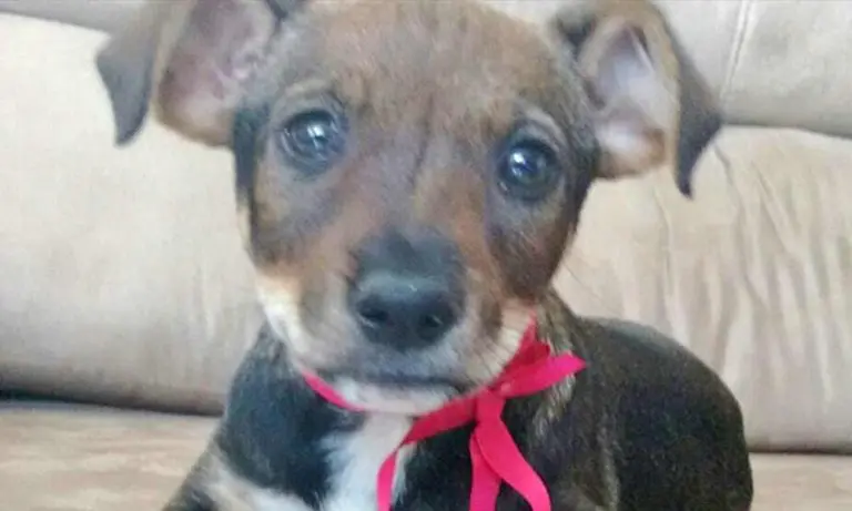 Após 12h em bueiro, cachorra de três meses é resgatada por populares em Volta Redonda/RJ
