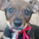 Após 12h em bueiro, cachorra de três meses é resgatada por populares em Volta Redonda/RJ