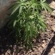 Jovem é preso em Resende; cinco pés de maconha em casa  