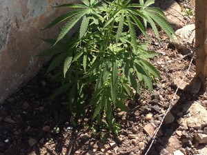 Jovem é preso em Resende; cinco pés de maconha em casa