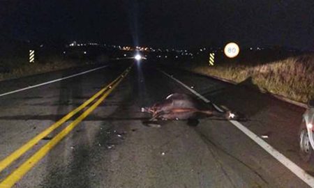 Vaca é atropelada na 3ª Ponte em Cruzeiro  