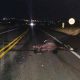 Vaca é atropelada na 3ª Ponte em Cruzeiro  