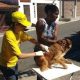 Cruzeiro inicia Campanha de Vacinação Antirrábica