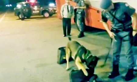 Jovem de 20 anos é flagrado por cão farejador com 7 quilos de maconha em São José dos Campos