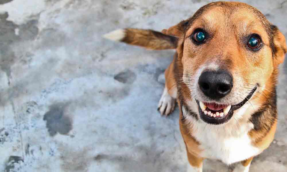 Cruzeiro realiza Feira de Adoção de animais no próximo sábado