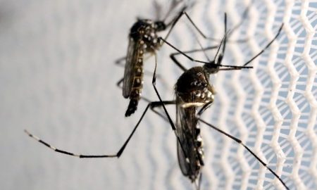 Casos de chikungunya sobem 850% em 2016, segundo Governo
