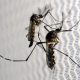 Casos de chikungunya sobem 850% em 2016, segundo Governo