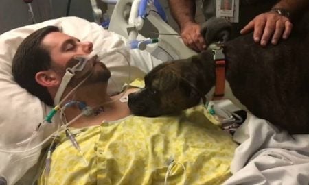 Hospital permite que cão se despeça de seu dono em estado terminal