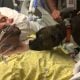 Hospital permite que cão se despeça de seu dono em estado terminal