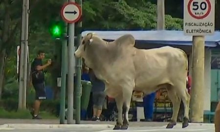 Touro de R$ 10 mil aparece em avenida de São José dos Campos e assusta população