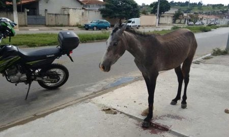 Após atropelar cavalo, jovem de 16 anos morre em acidente de moto em Guará