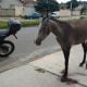 Após atropelar cavalo, jovem de 16 anos morre em acidente de moto em Guará