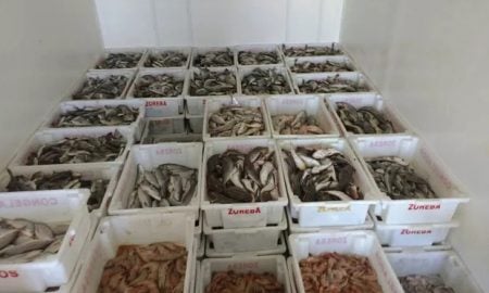 Instituições carentes de Ubatuba serão beneficiadas com 1,5 tonelada de peixes encontrados em fiscalização