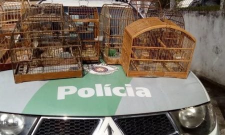 Polícia apreende 33 aves silvestres em operação contra caça em Lavrinhas e Cruzeiro