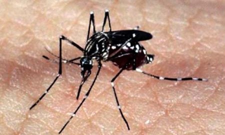 Casos de chikungunya devem voltar a subir neste ano