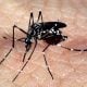 Casos de chikungunya devem voltar a subir neste ano