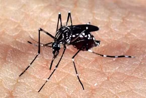 Casos de chikungunya devem voltar a subir neste ano
